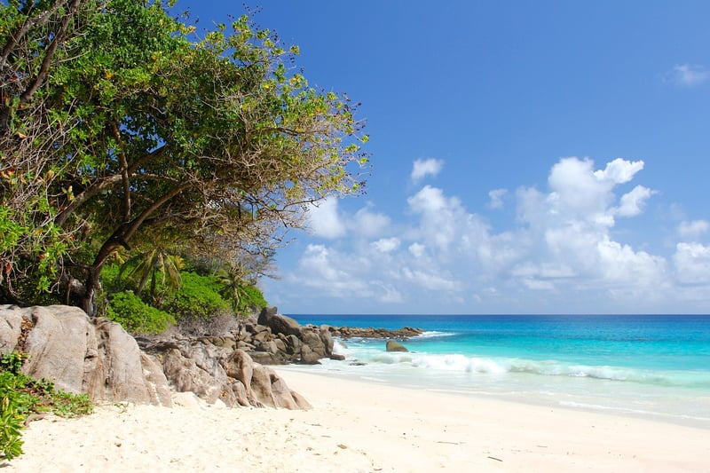 Caribbean-Indian Fusion